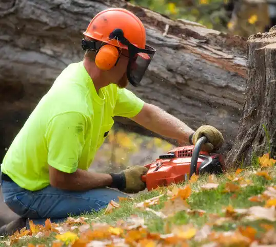 tree services Woodlynne